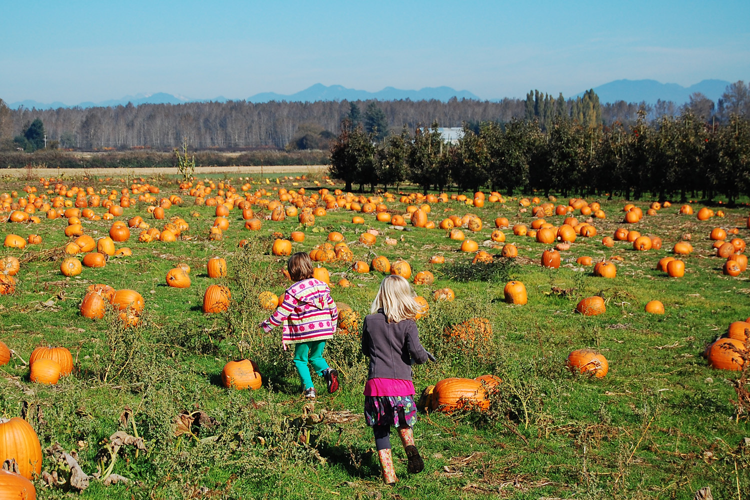 Stoney Ridge Farm’s Last Day Ever of Fall Harvest Festival: Oct. 31st, 2015