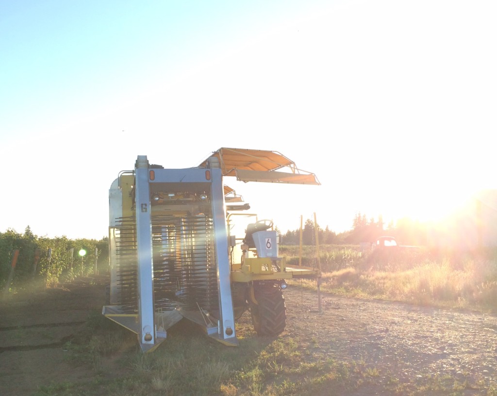 A raspberry picker at Clark's Berry Farm in Lynden.